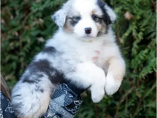 Australian Shepherd honden Australian shepherd pups - Advertentie 1
