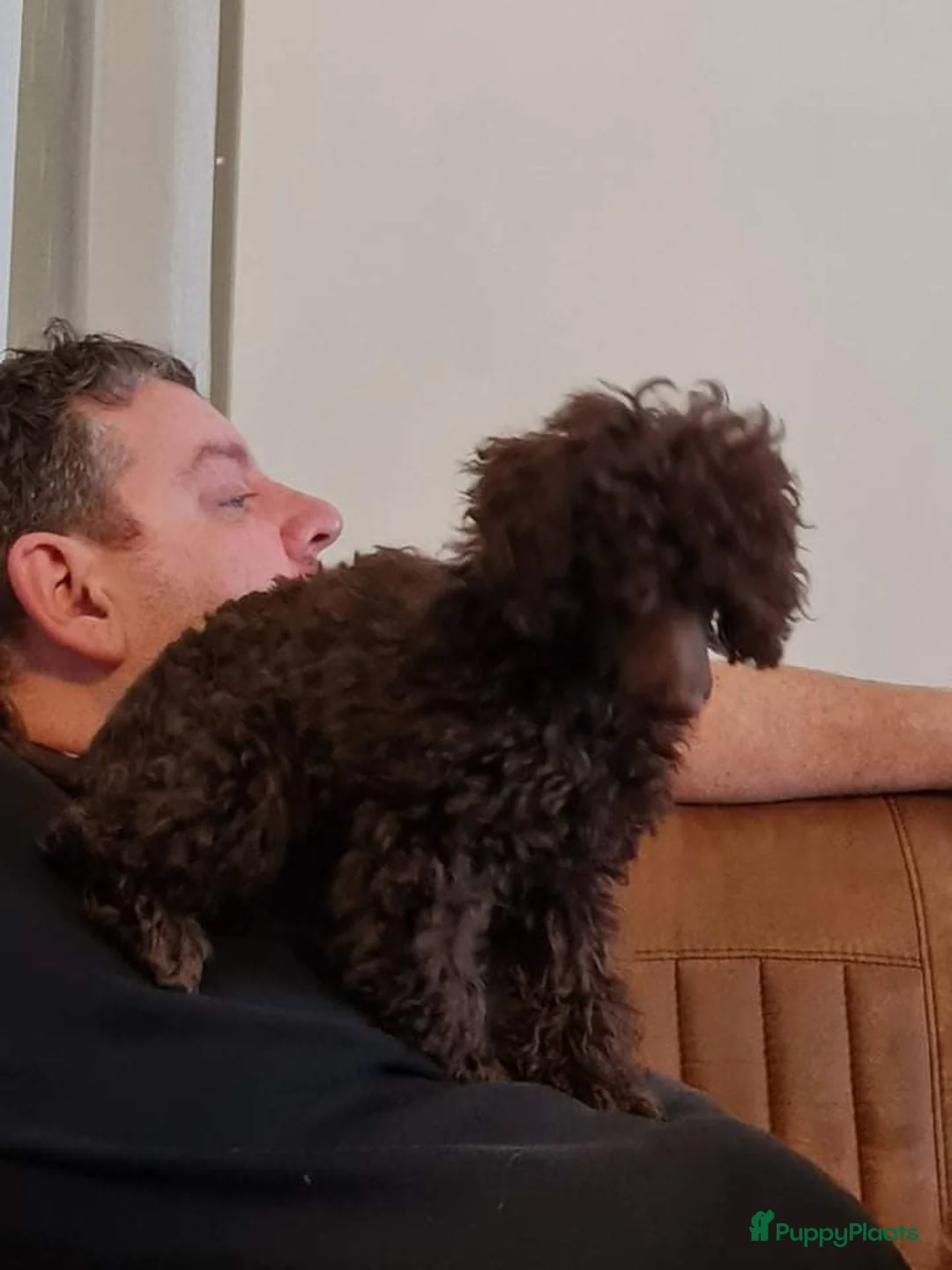 Poedel Toy honden ter dekking: mooi chocobruine toypoedel dekreu in Budel - Advertentie 5