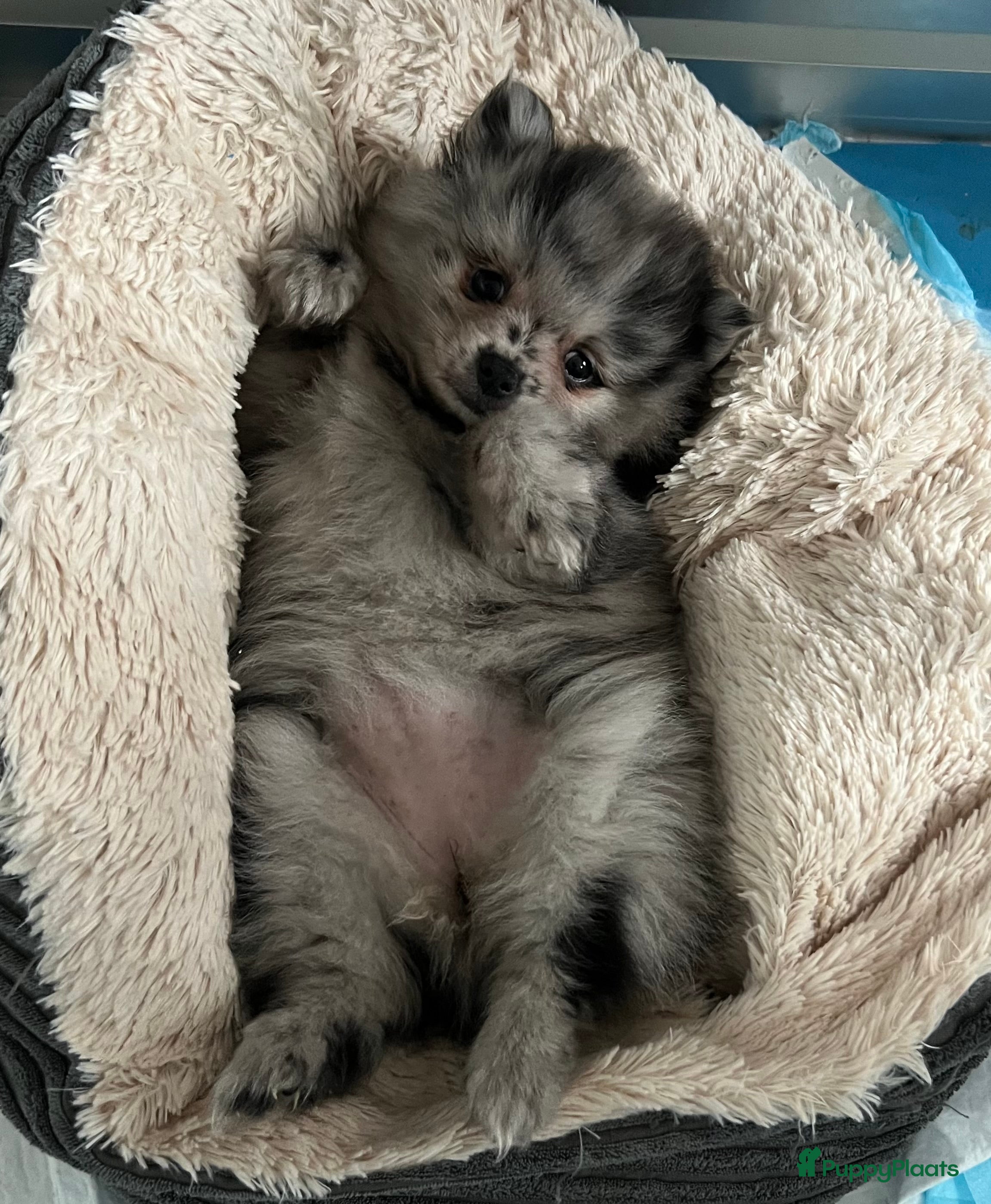 Pomeriaan honden Prachtige Pomeriaan pups  - Advertentie 1