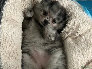 Pomeriaan honden Prachtige Pomeriaan pups - Advertentie 1