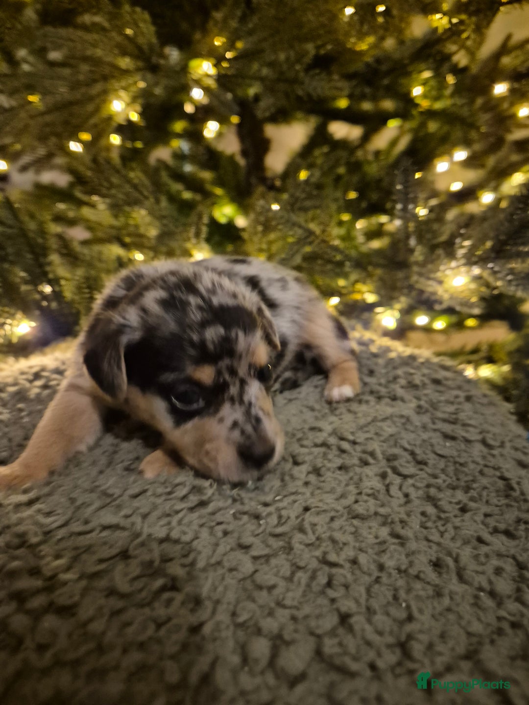 Jack Russel Terriër honden te koop: Nog 3 mooie jack Russell pups te koop - Advertentie 3