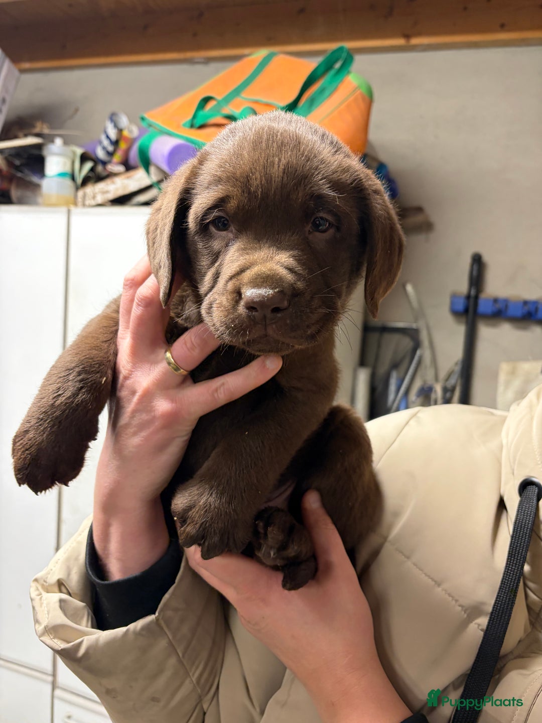 Labrador Retriever honden te koop: Nog 1 Lievebruine labrador pup te koop - Advertentie 16