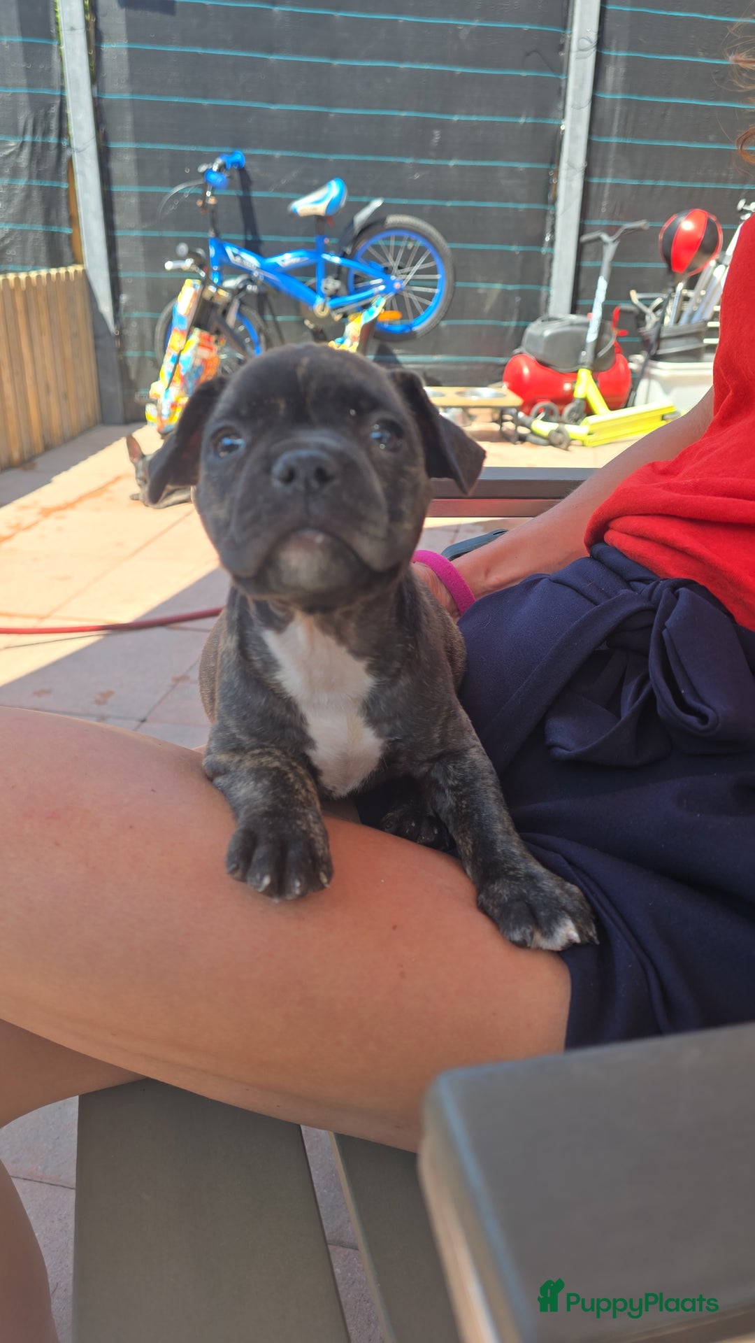 Franse Bulldog honden te koop: Mooie kruising franse bull/American bull te koop - Afbeelding 8