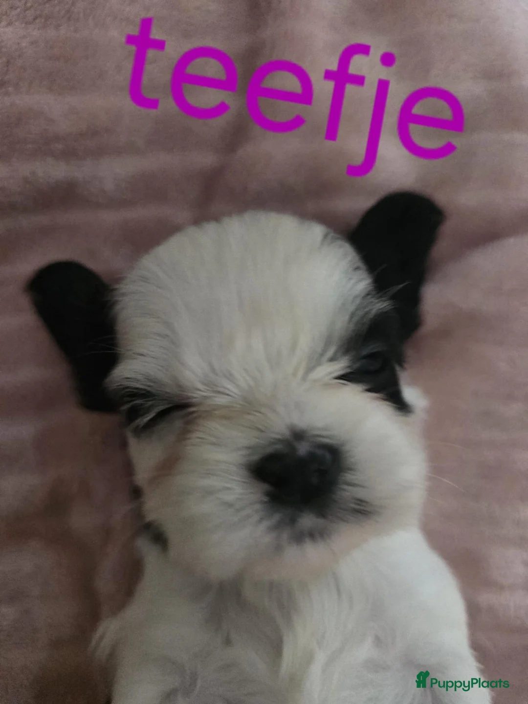 Kruising honden te koop: Boomer pups - Advertentie 2