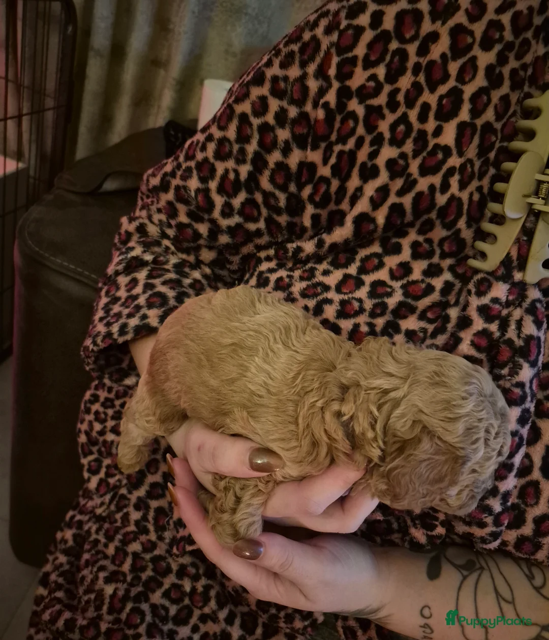 Maltipoo honden te koop: Lieve maltipoo reu - Advertentie 4