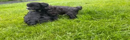 Shihpoo honden te koop: Prachtige shihpoo pups 1 reutje en 4 teefjes - Advertentie 6