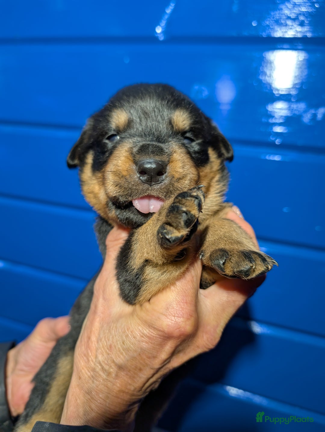 Rottweiler honden te koop: Zeer mooie rottweiler pups   - Advertentie 20