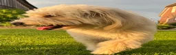 Kruising honden te koop: Sheltidoodle  - Advertentie 6