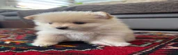 Pomeriaan honden te koop: Pomeriaan puppy’s 🐶 - Advertentie 11