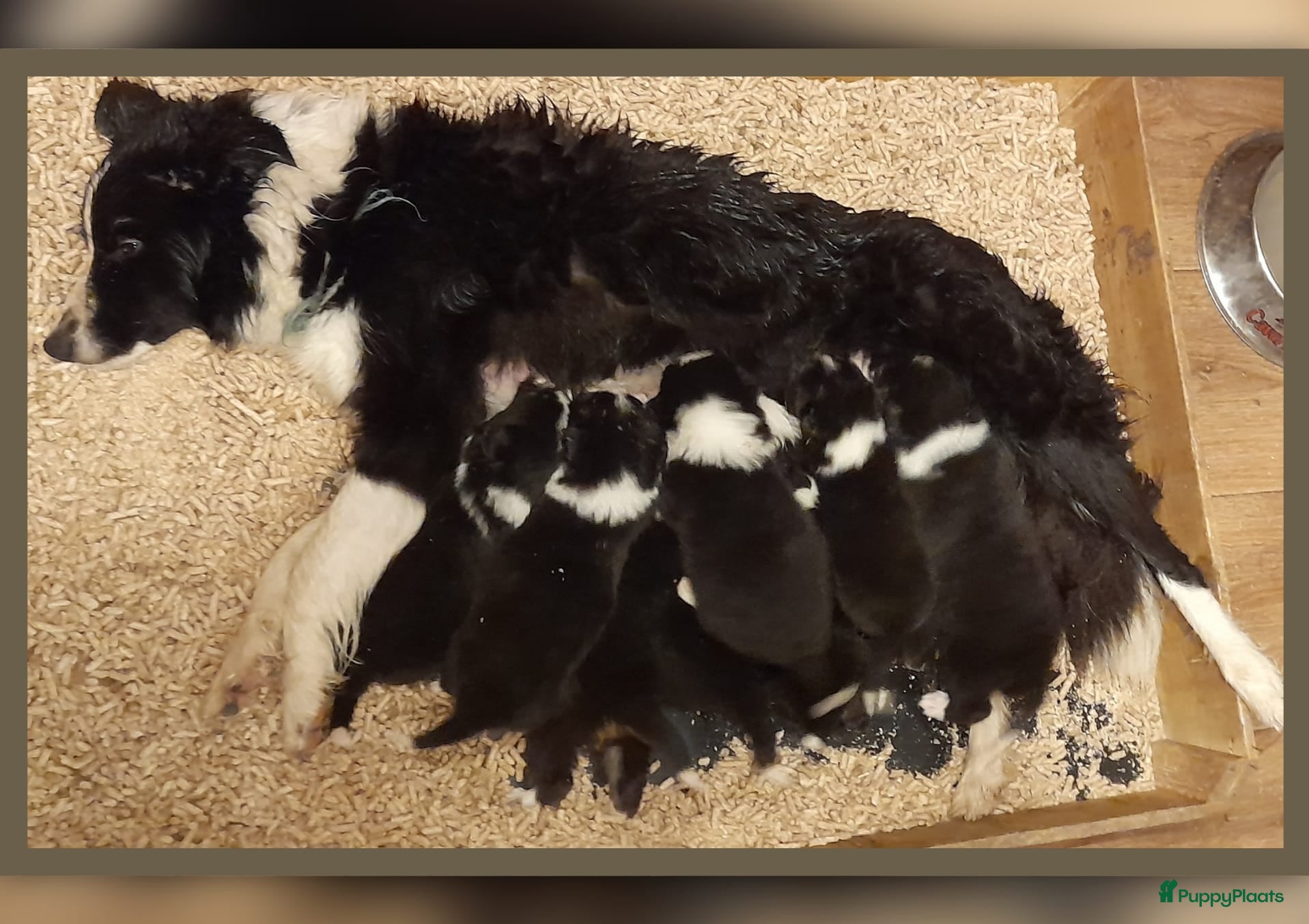 Border Collie honden Prachtige, lieve Border Collie pups - Advertentie 1
