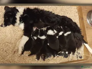 Border Collie honden Prachtige, lieve Border Collie pups - Advertentie 1