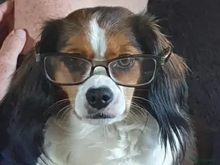 Kruising honden Cavelier/kooiker pups - Advertentie 5