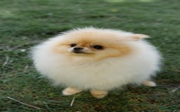 Pomeriaan honden te koop: Pomeranian❤️ - Afbeelding 6