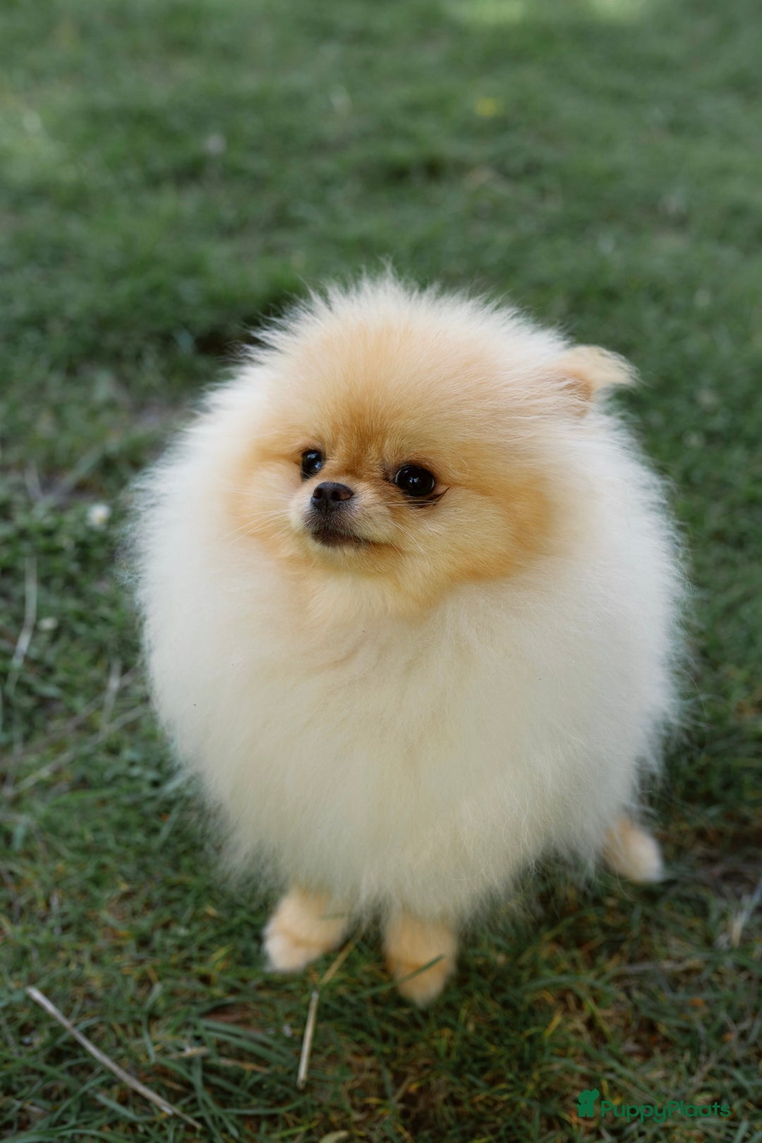 Pomeriaan honden te koop: Pomeranian❤️ - Afbeelding 6