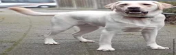 Labrador Retriever honden ter dekking: Prachtige blonde Labrador dekreu - Advertentie 5