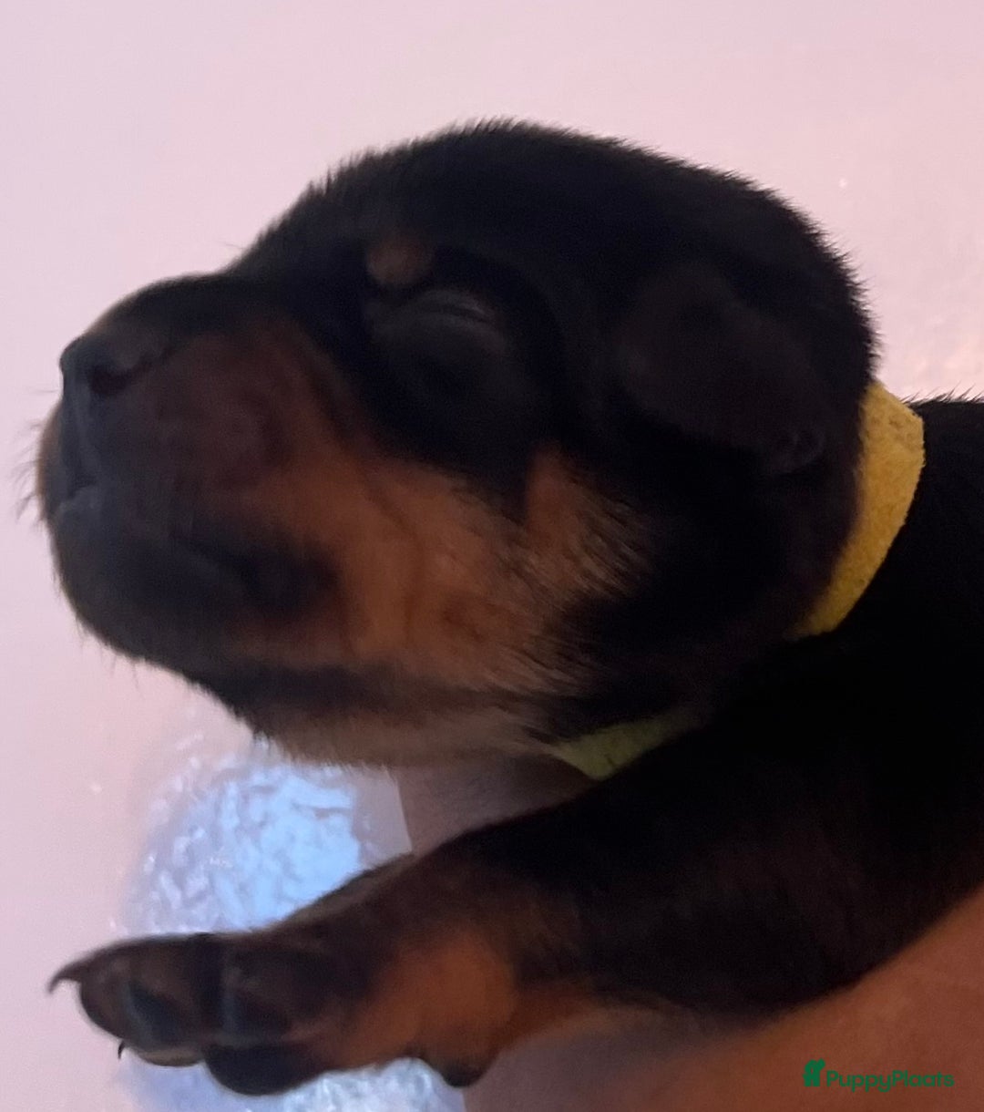 Kruising honden te koop: Carlin Pinscher Pups - Advertentie 8