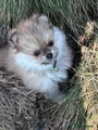 Pomeriaan Puppy 2