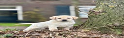 Labrador Retriever honden te koop: Gele Labrador reutjes - Advertentie 2