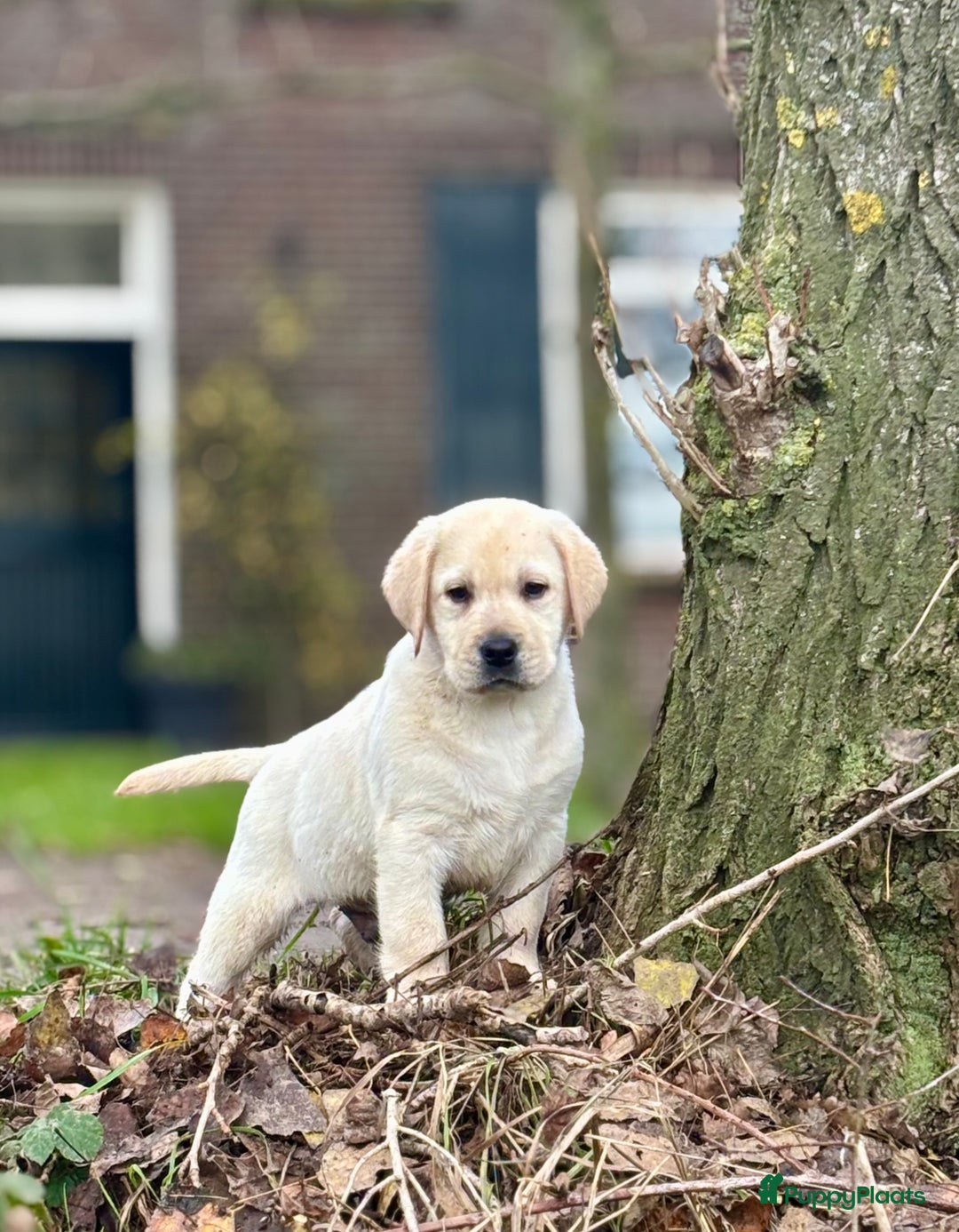 Labrador Retriever honden te koop: Gele Labrador reutjes - Advertentie 2