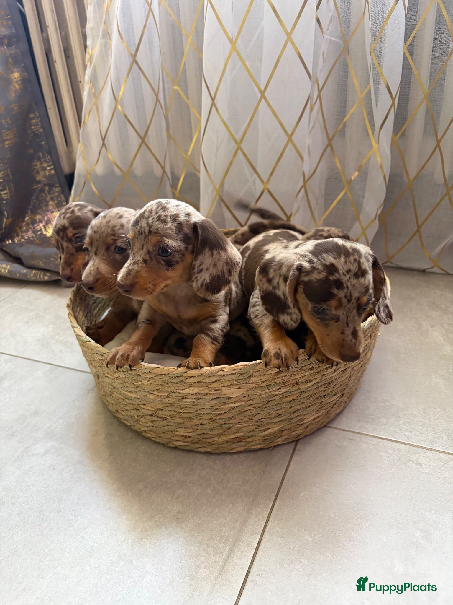 Teckel (korthaar)  honden Dwerg Harlequin Teckel pupjes - Advertentie 1