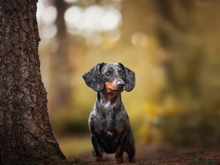 Teckel (korthaar) honden Dwergteckel pups verwacht 31-12-25 - Advertentie 2