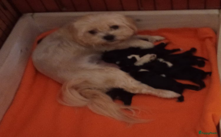Boomer honden - Advertentie 2