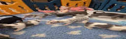 Jack Russel Terriër honden te koop: Mooie lieve jack russell pups zoeken een huisje - Advertentie 3
