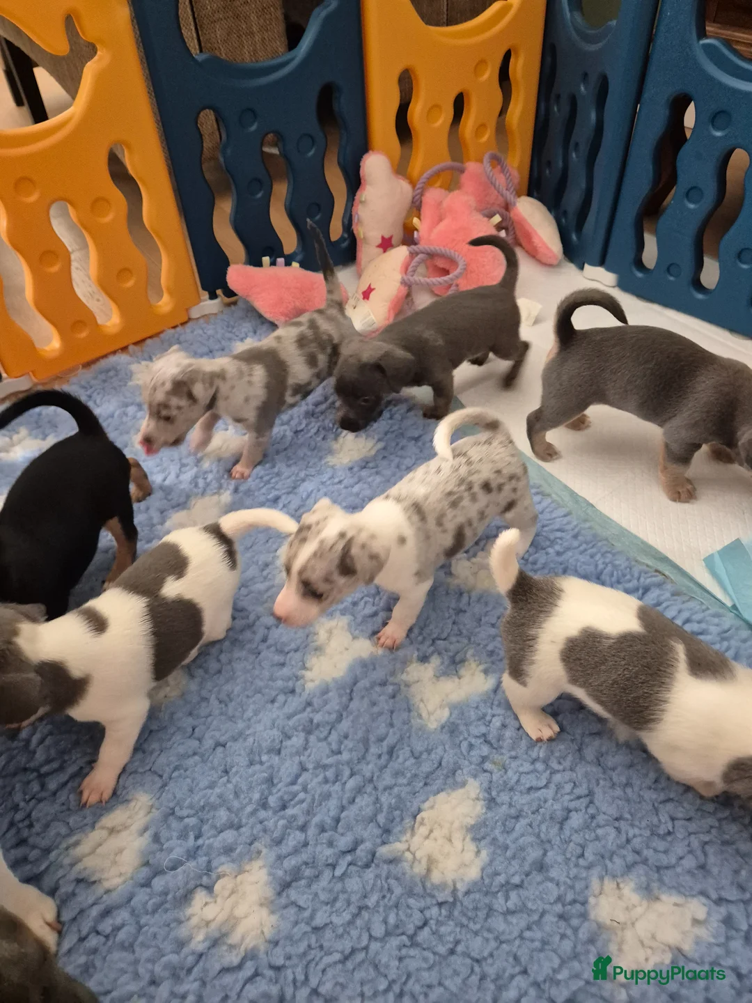 Jack Russel Terriër honden te koop: Mooie lieve jack russell pups zoeken een huisje - Advertentie 3