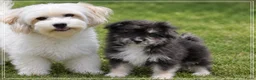 Kruising honden te koop: Lieve Kruising Maltezer pup. - Advertentie 6