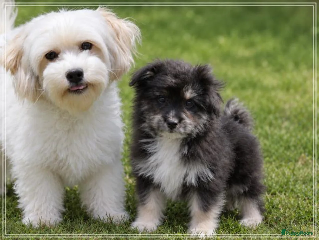 Kruising honden te koop: Lieve Kruising Maltezer pup. - Advertentie 6