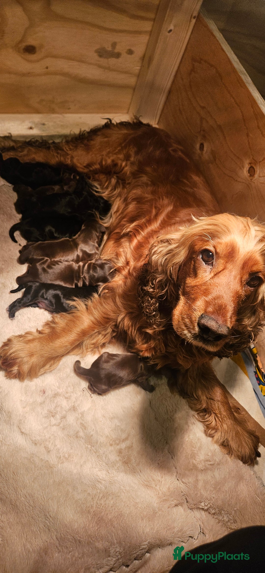 Engelse Cocker Spaniel honden te koop: Engelse cocker spaniël pups te koop - Advertentie 13