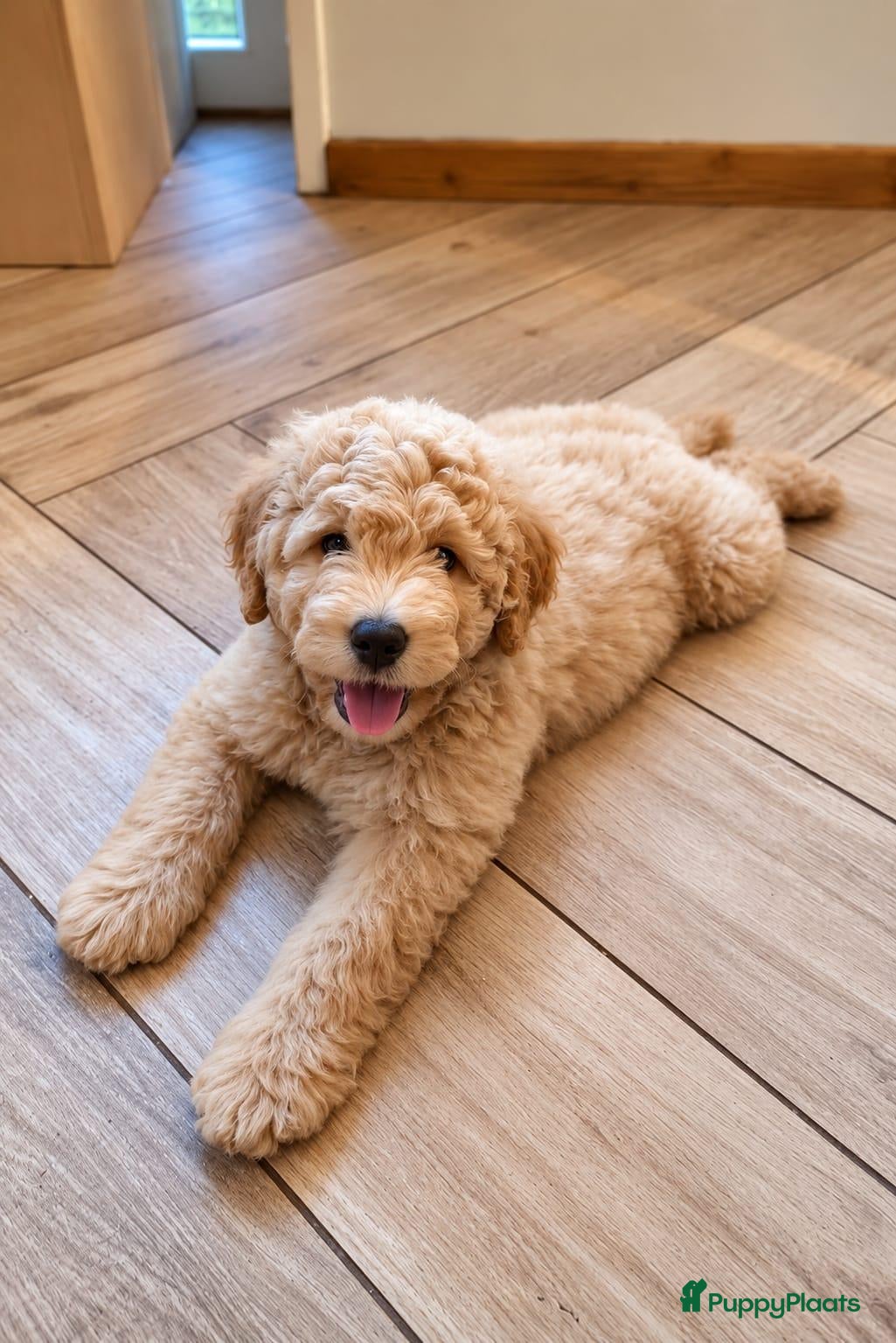 Kruising honden 2 prachtige Medium Bernedoodle pups - 9 weken - Advertentie 1