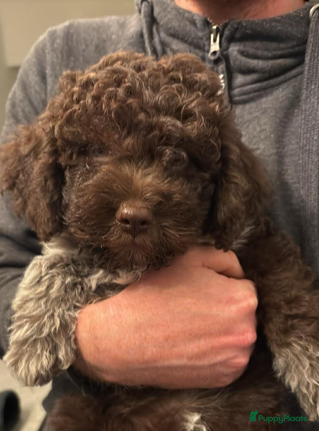 Lagotto Romagnolo honden te koop: Lagotto Romagnolo - Ollie - Advertentie 1