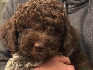 Lagotto Romagnolo honden te koop: Lagotto Romagnolo - Ollie - Advertentie 1