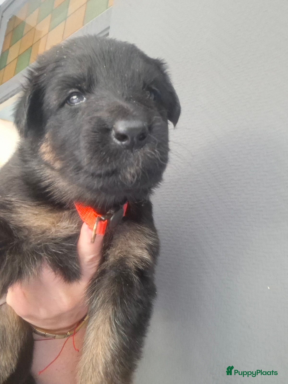 Duitse Herder honden Duitse herders  - Advertentie 1