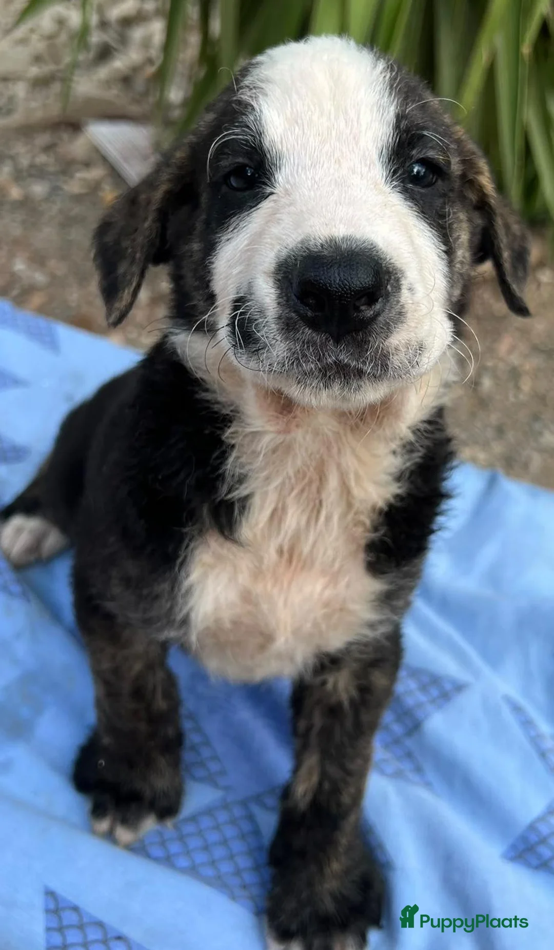 Kruising honden ter adoptie: wat een knappe jongen hij zoekt een baasje  - Advertentie 9