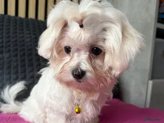 Maltezer honden Prachtig Maltezer teefje zoekt haar gouden mandje - Advertentie 1