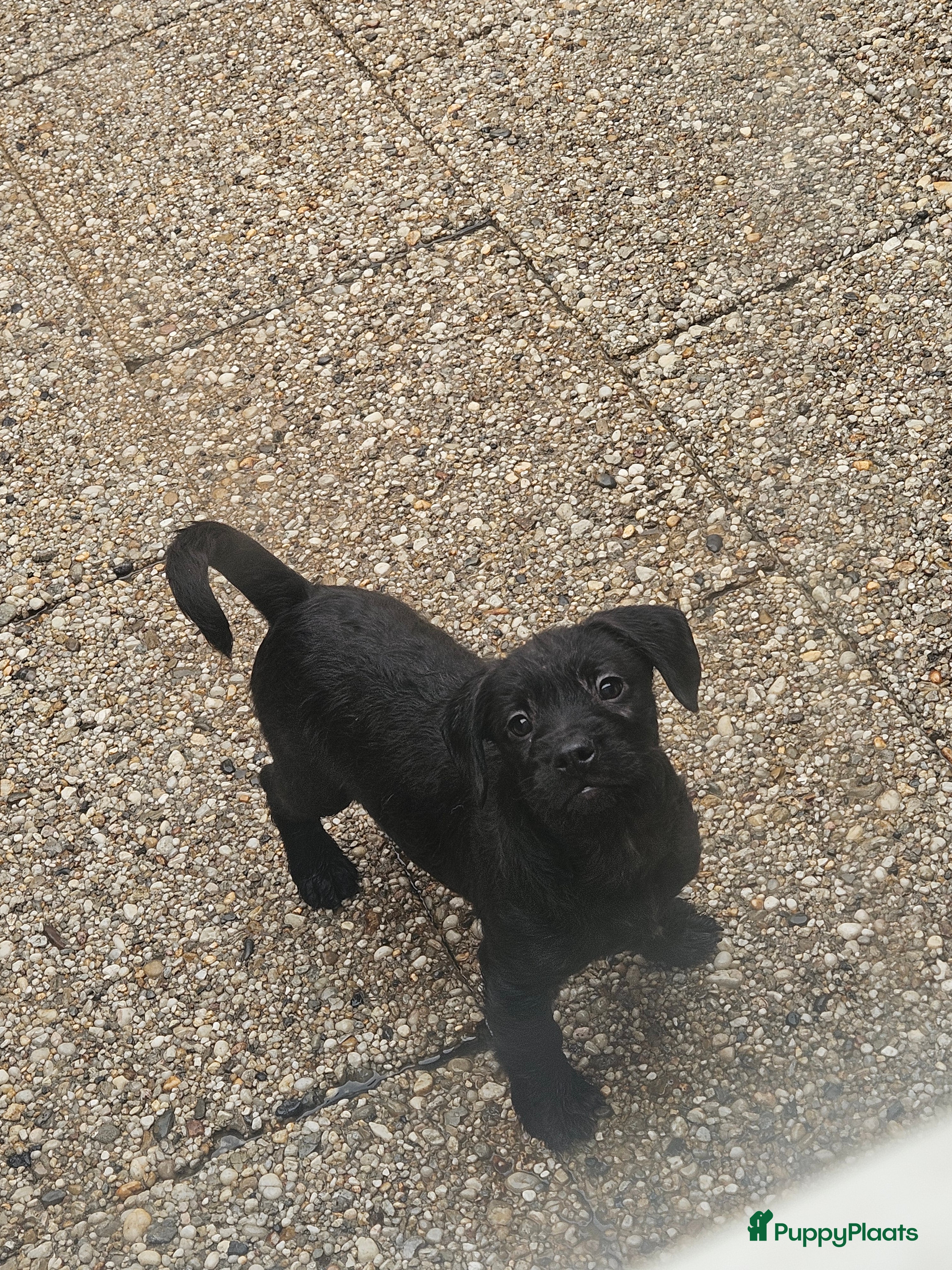 Kruising honden Super lieve Franse bulldog x toypoedel. - Advertentie 1