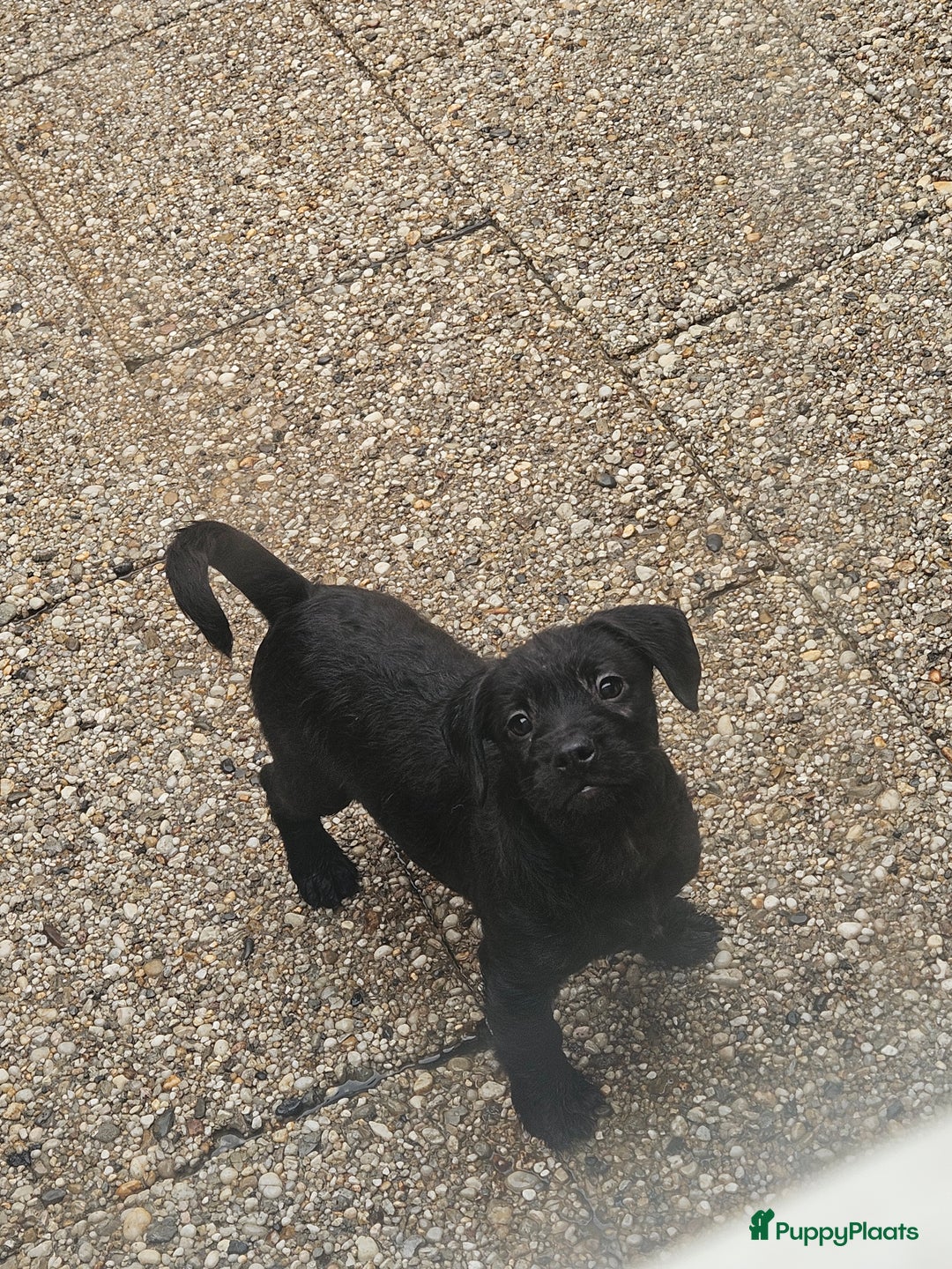 Kruising honden te koop: Super lieve Franse bulldog x toypoedel. - Advertentie 1