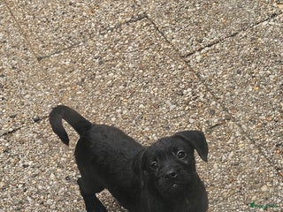 Kruising honden Super lieve Franse bulldog x toypoedel. - Advertentie 2