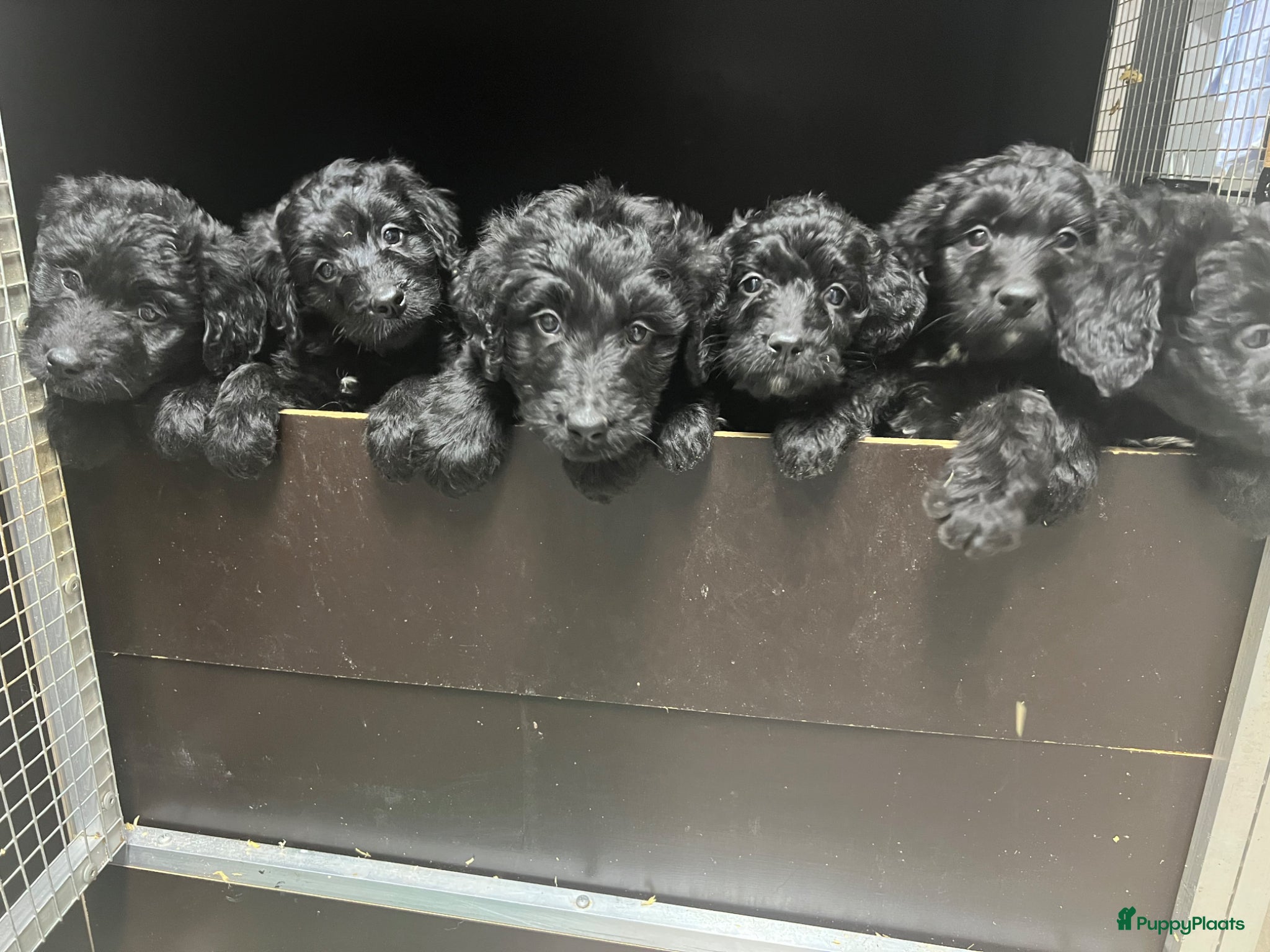 Bernedoodle honden Bernedoodle pups - Advertentie 1