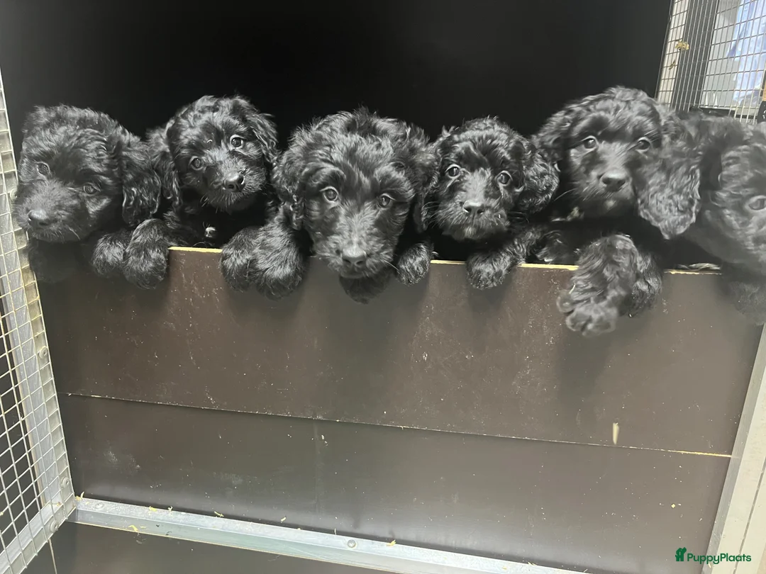Bernedoodle honden te koop: Bernedoodle pups - Advertentie 1