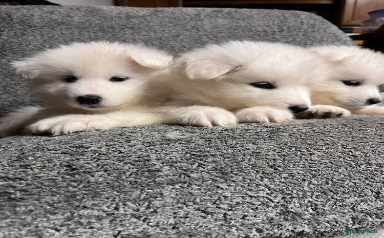 Samojeed honden Prachtige samojeed pups - Advertentie 2