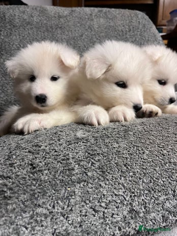 Samojeed honden Prachtige samojeed pups - Advertentie 2