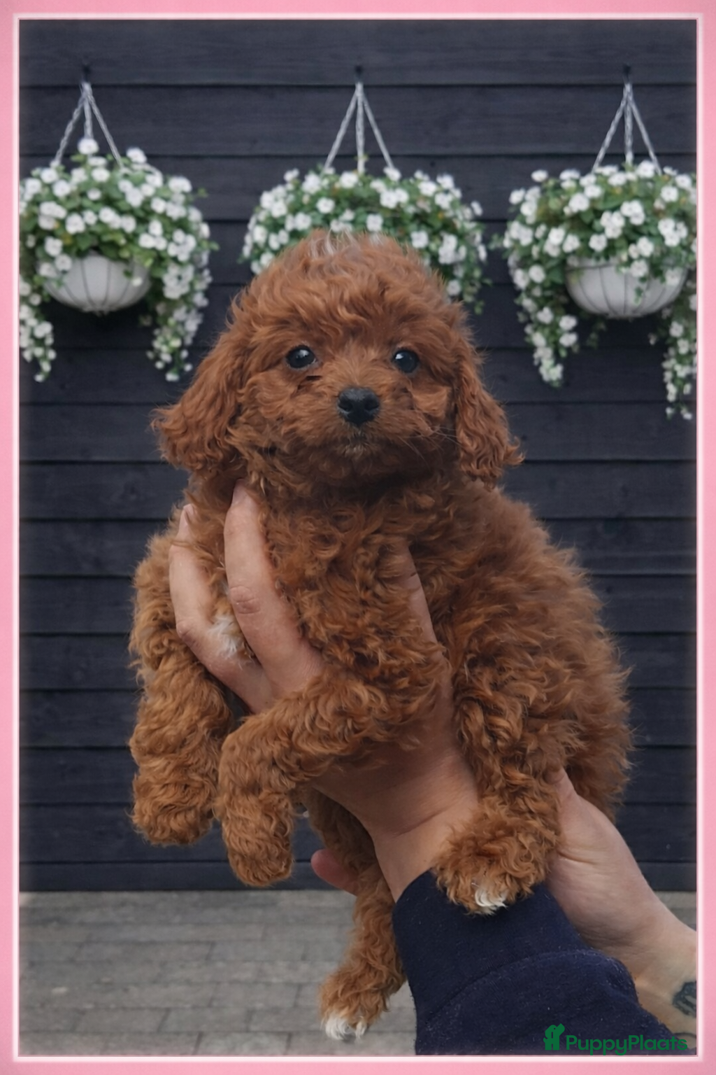 Maltipoo honden Maltipoo Pup,s  - Advertentie 2