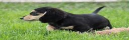 Teckel (langhaar) honden te koop: Teckel pup Black & cream - Advertentie 3