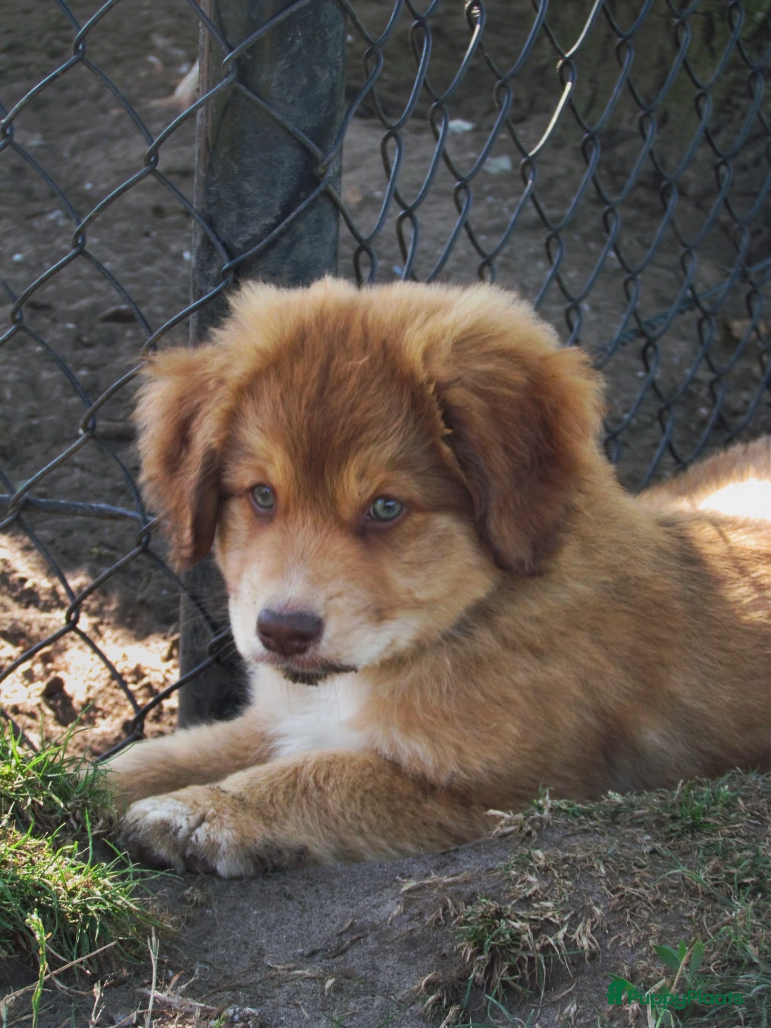 Kruising honden Nova scotia duck tolling x Australian shepherd pup - Advertentie 2