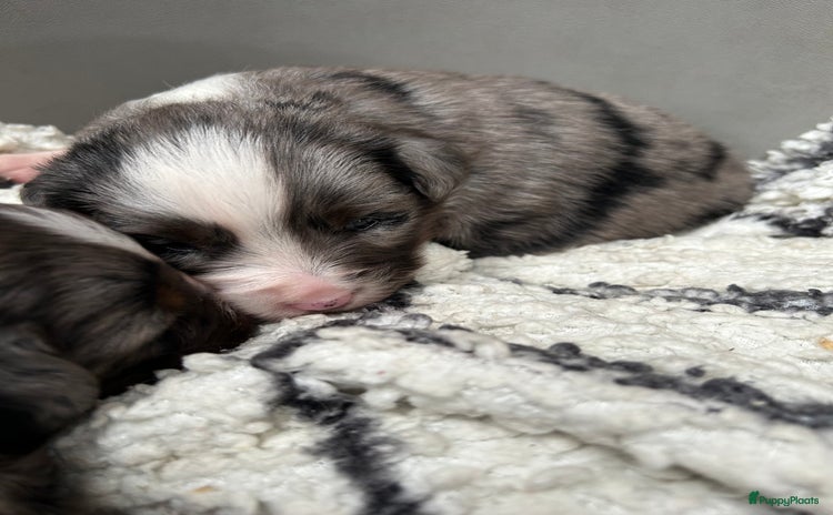Australian Shepherd honden - Advertentie 1