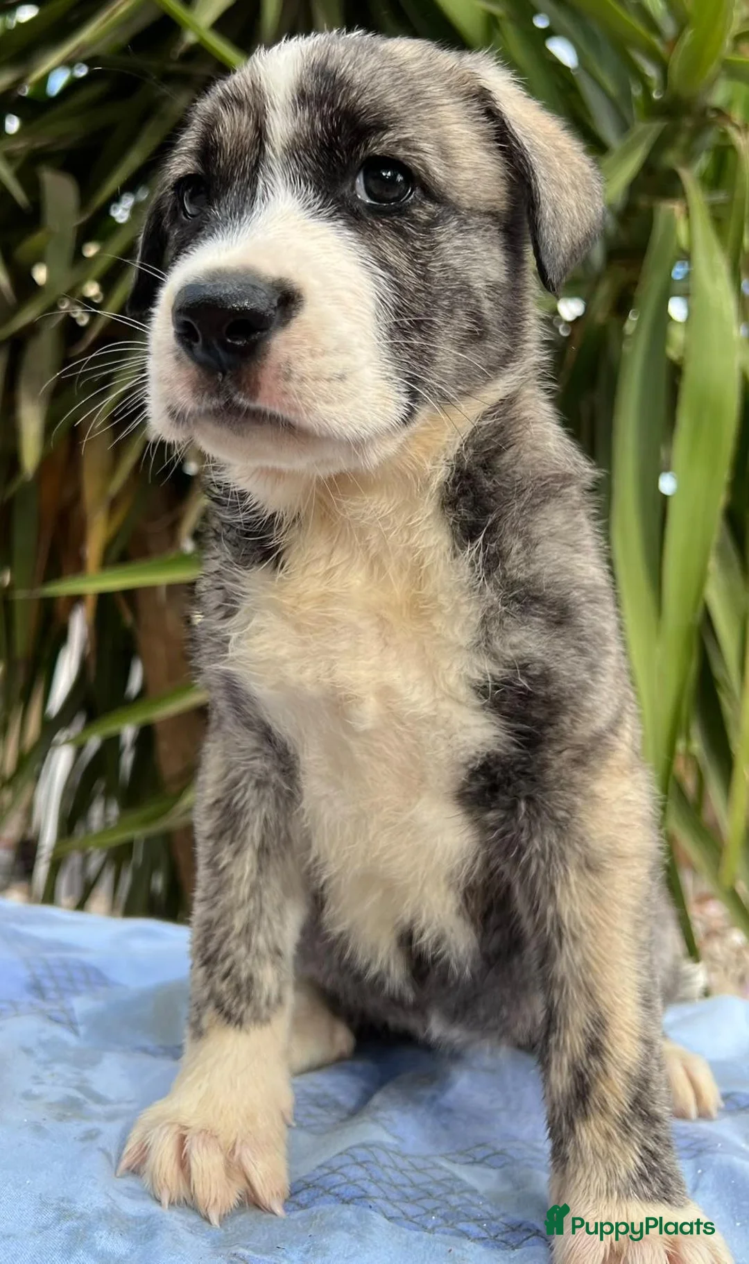 Kruising honden ter adoptie: mooie june wie wil jouw je gouden mandje geven - Advertentie 6
