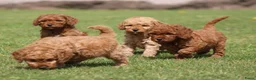 Cockapoo honden te koop: Cockapoo pups - Advertentie 21